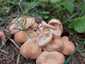 Rózsásmicéliumú fülőke (Gymnopus aquosus), Zemplén
